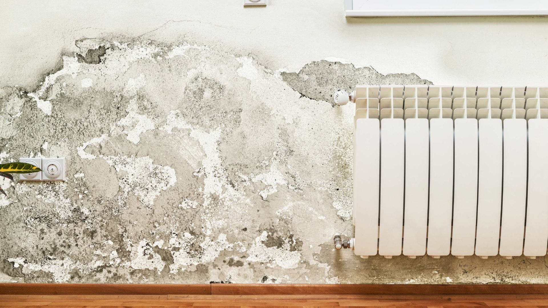 Comment traiter l'humidité des murs dans votre habitat ? - Test produit  Sika 