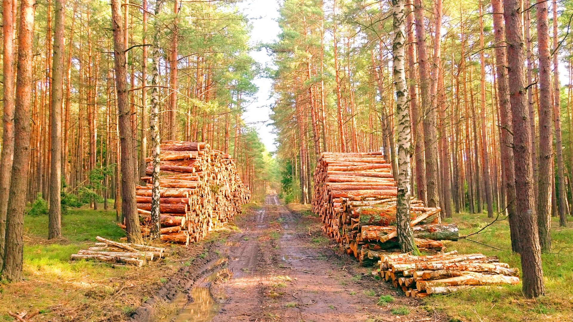 Stack a logs in pine forest. Timber and Firewood as a renewable energy source. Heavy industry. Fuel and power generation. Renewable energy and sustainable development theme.