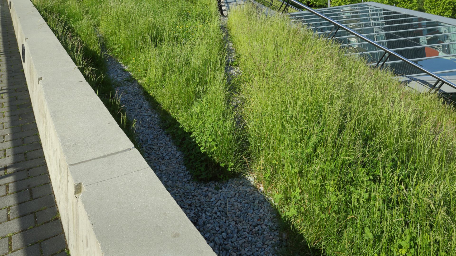 Croissance d'herbe sur un toit vert