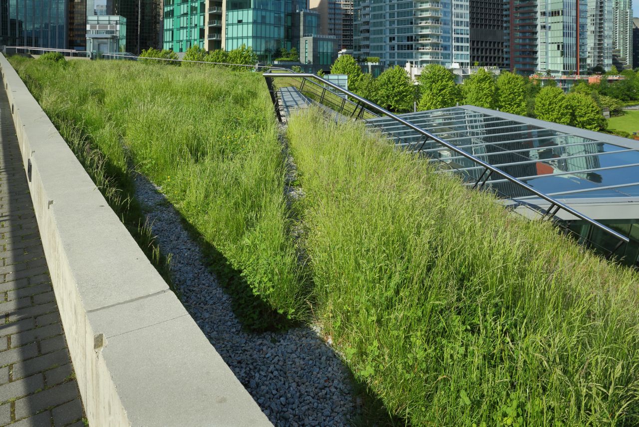 Croissance d'herbe sur un toit vert