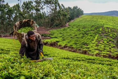 坦桑尼亚有三个主要的茶叶生长区，即南部高地地区，东北地区和西北地区。