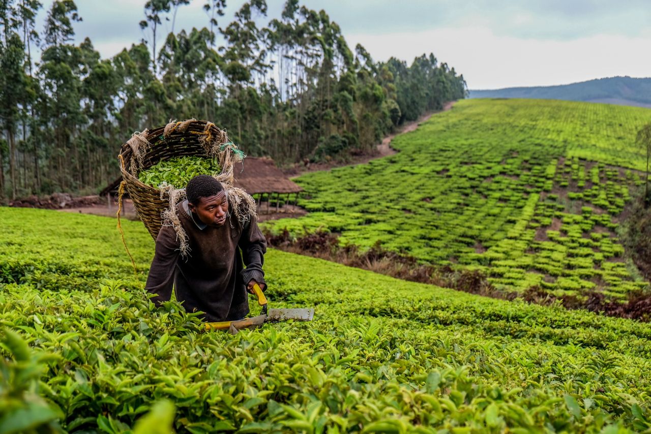 There are three main tea-growing areas in Tanzania namely southern Highland Zone, the North East Zone and the Northwest Zone.