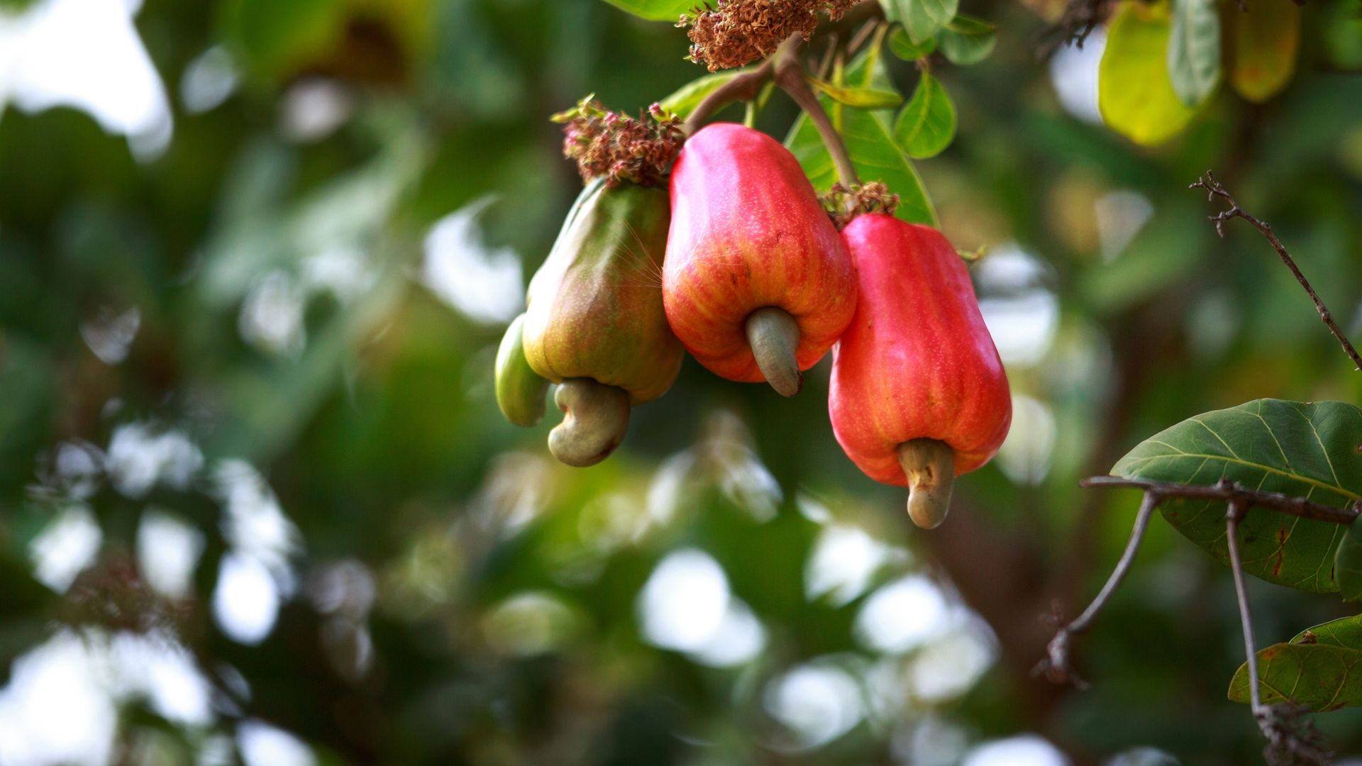 Cashew fruit hanging on tree