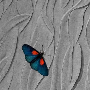 Butterfly on textured concrete wall