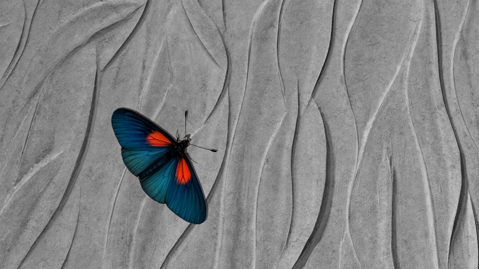 Butterfly on textured concrete wall