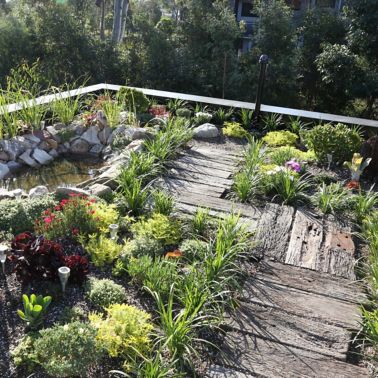The green roof of the Forest Lodge Eco Home in Sydney, Australia