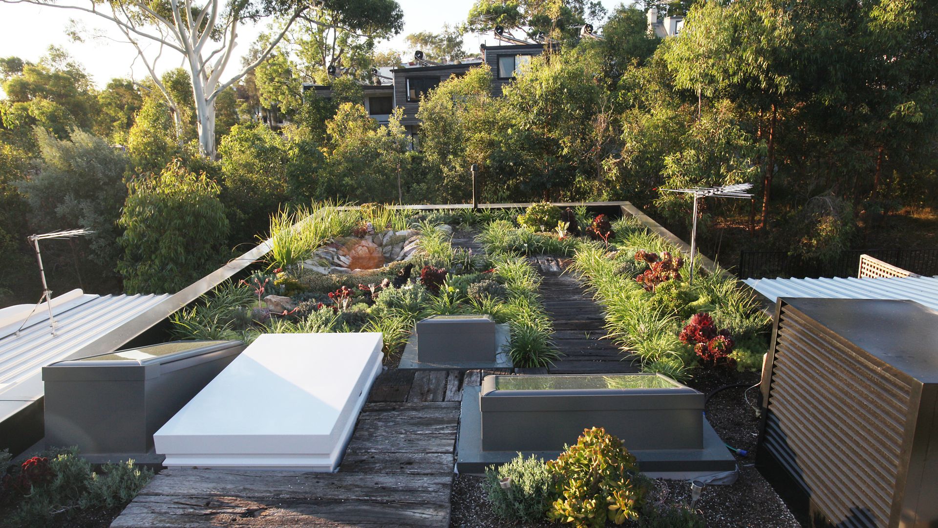 The green roof of the Forest Lodge Eco Home in Sydney, Australia