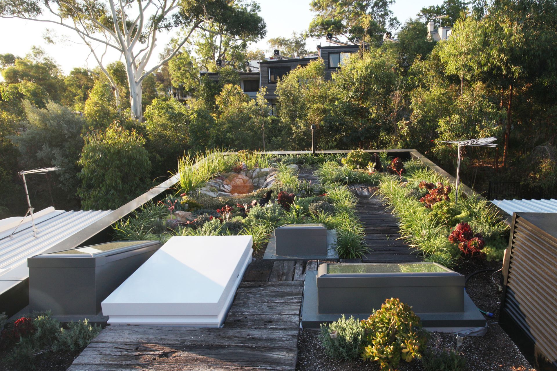 The green roof of the Forest Lodge Eco Home in Sydney, Australia
