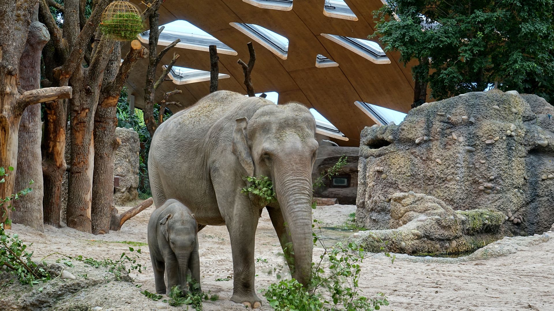                         Two elephants inside Kaeng Krachan Elephant Park in Zurich Switzerland       