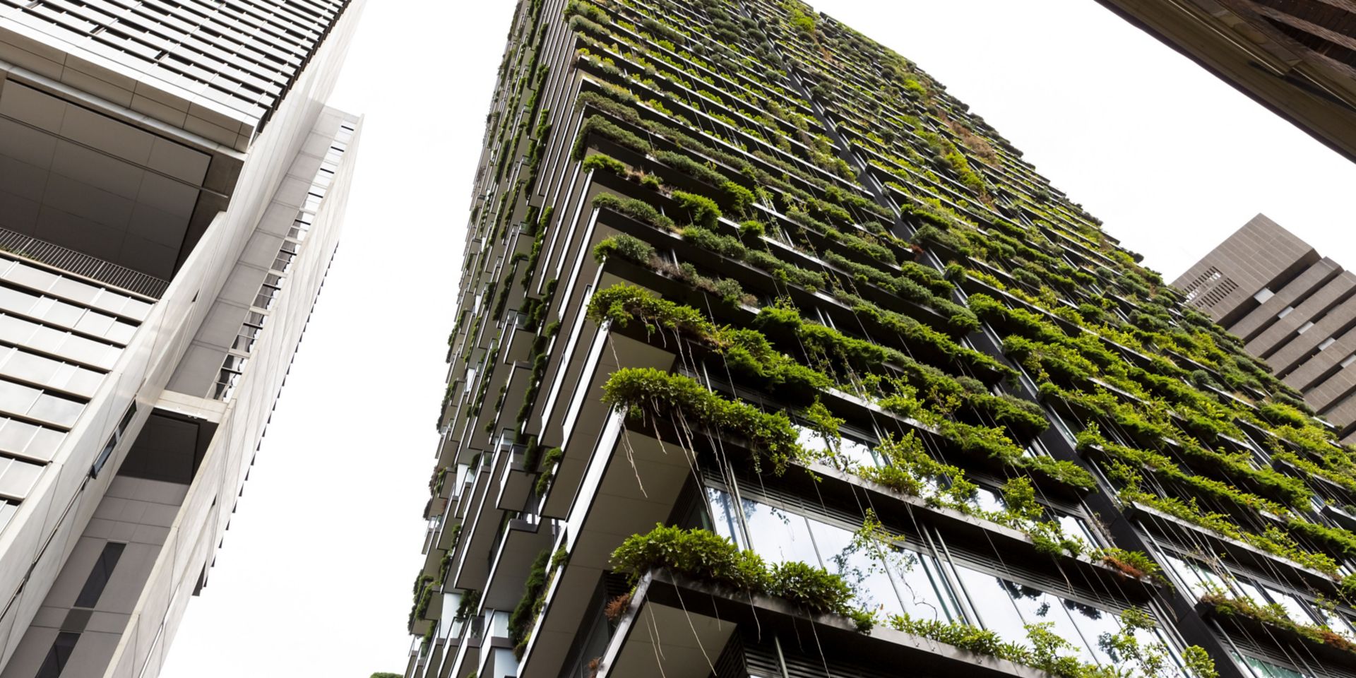 Building with climping plants