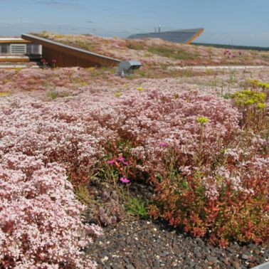 The green roof of a nursing home in France