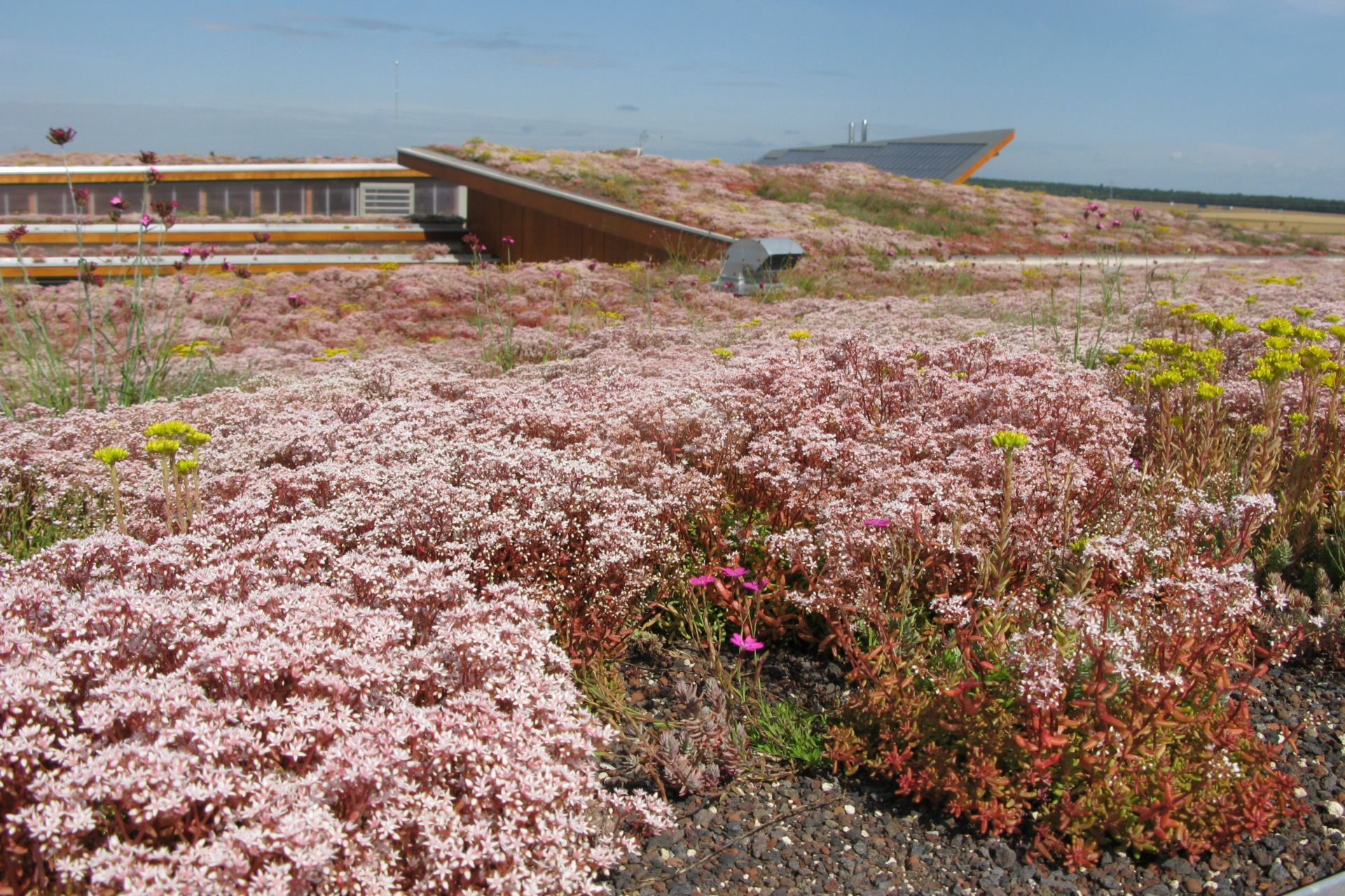 The green roof of a nursing home in France