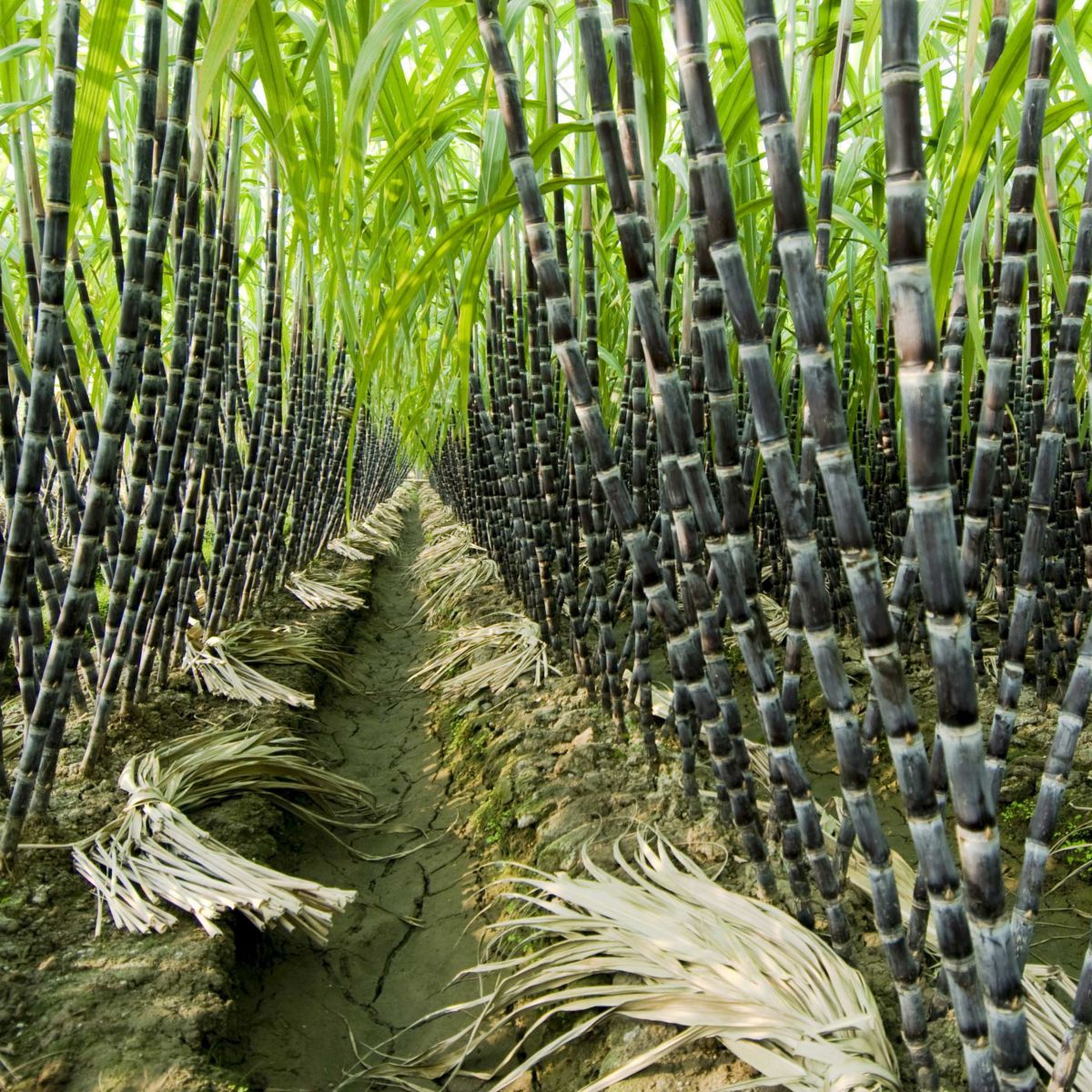 Сахарный тростник содержит 9. Растение Индии сахарный тростник. Гавайи сахарный тростник. Сахарный тростник в Луизиане. Плантации сахарного тростника в Бразилии.