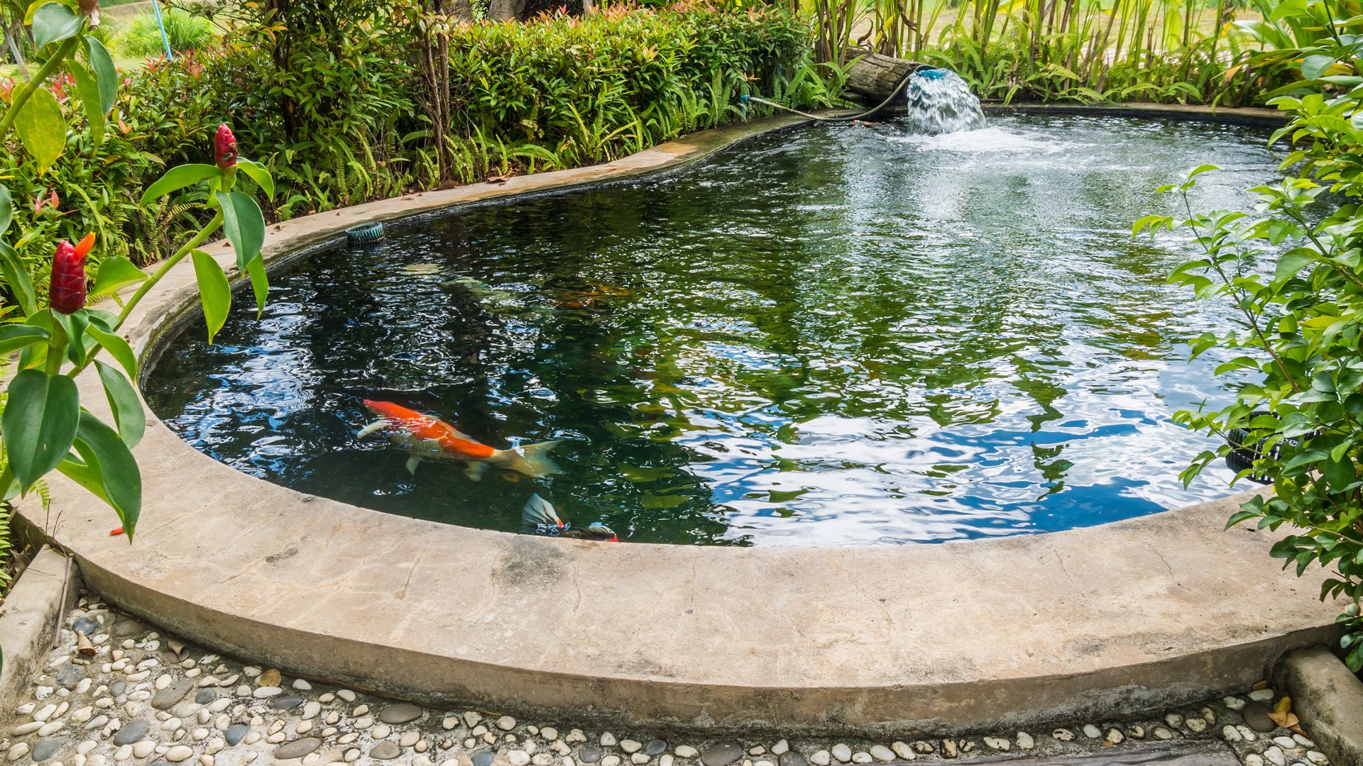 koi fish carps swimming in garden pond
