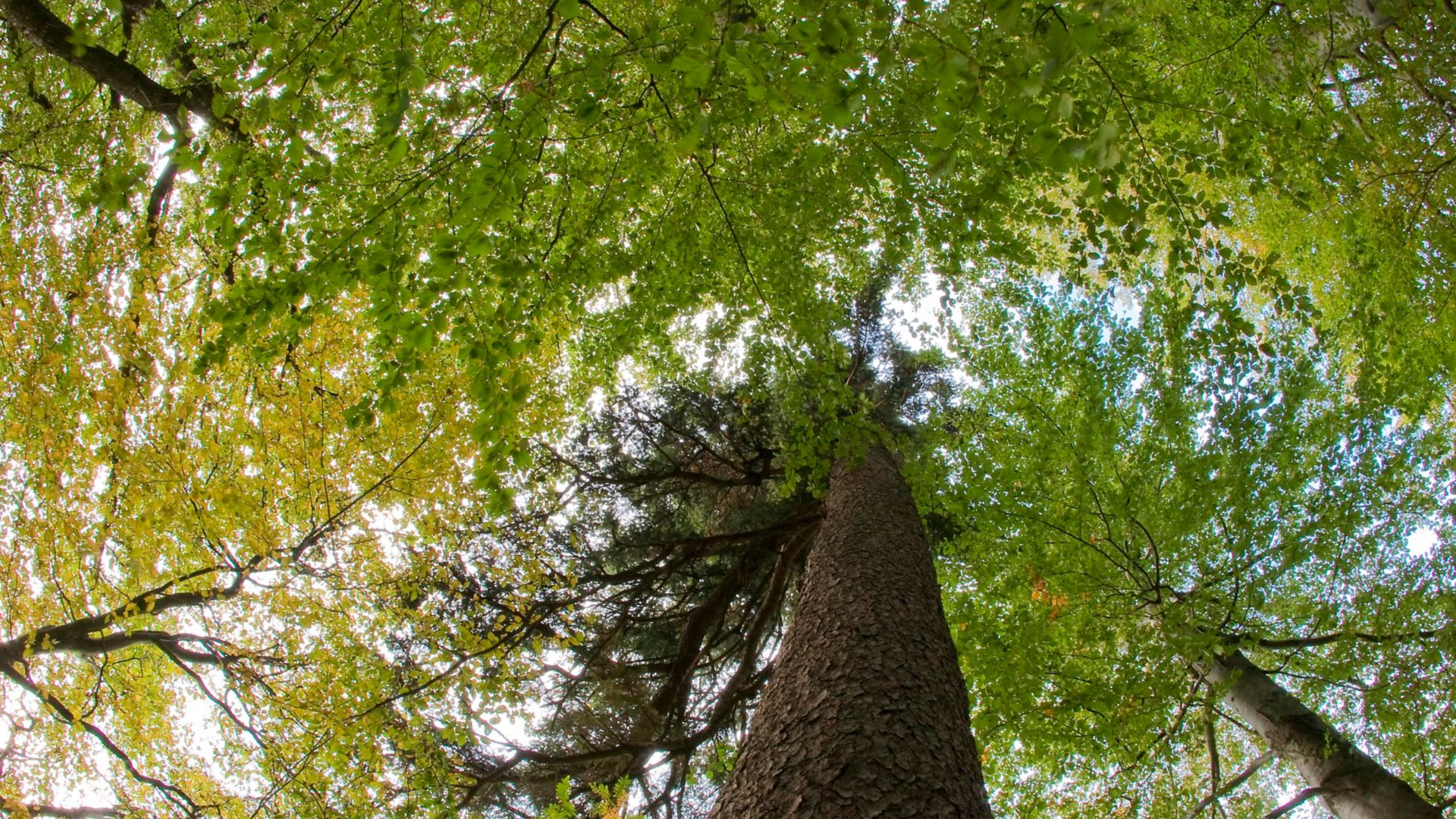 Medio-Ambiente-Copas-de-Arboles