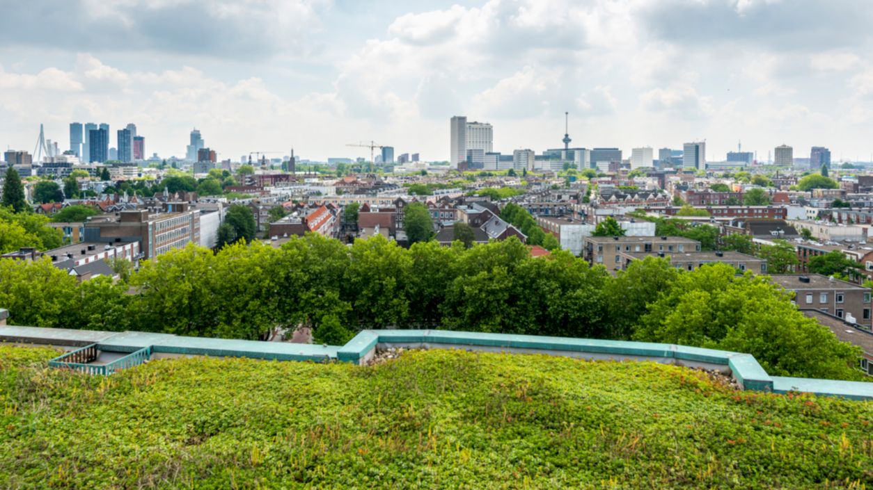 High angle view of the skyline of Rotterdam with the Euromast and Erasmus bridge, and a green roof in the foreground