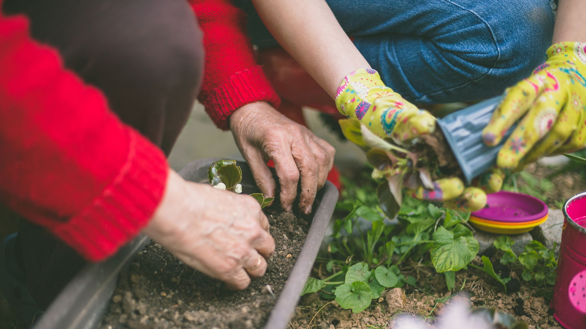 HORTI+ Gardening