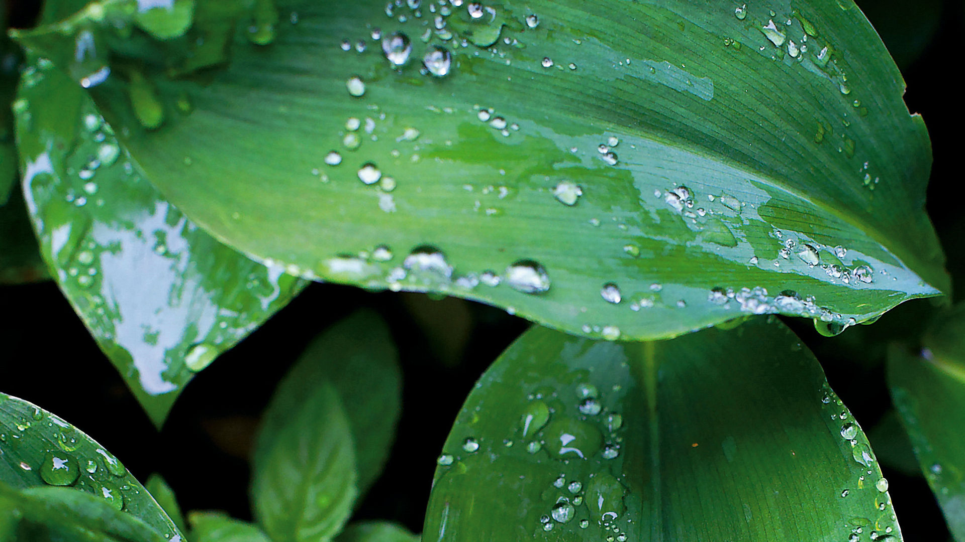 Water drops on the leaves