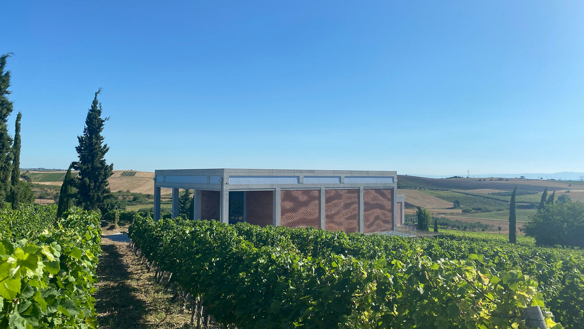Modern building amidst lush vineyard landscape