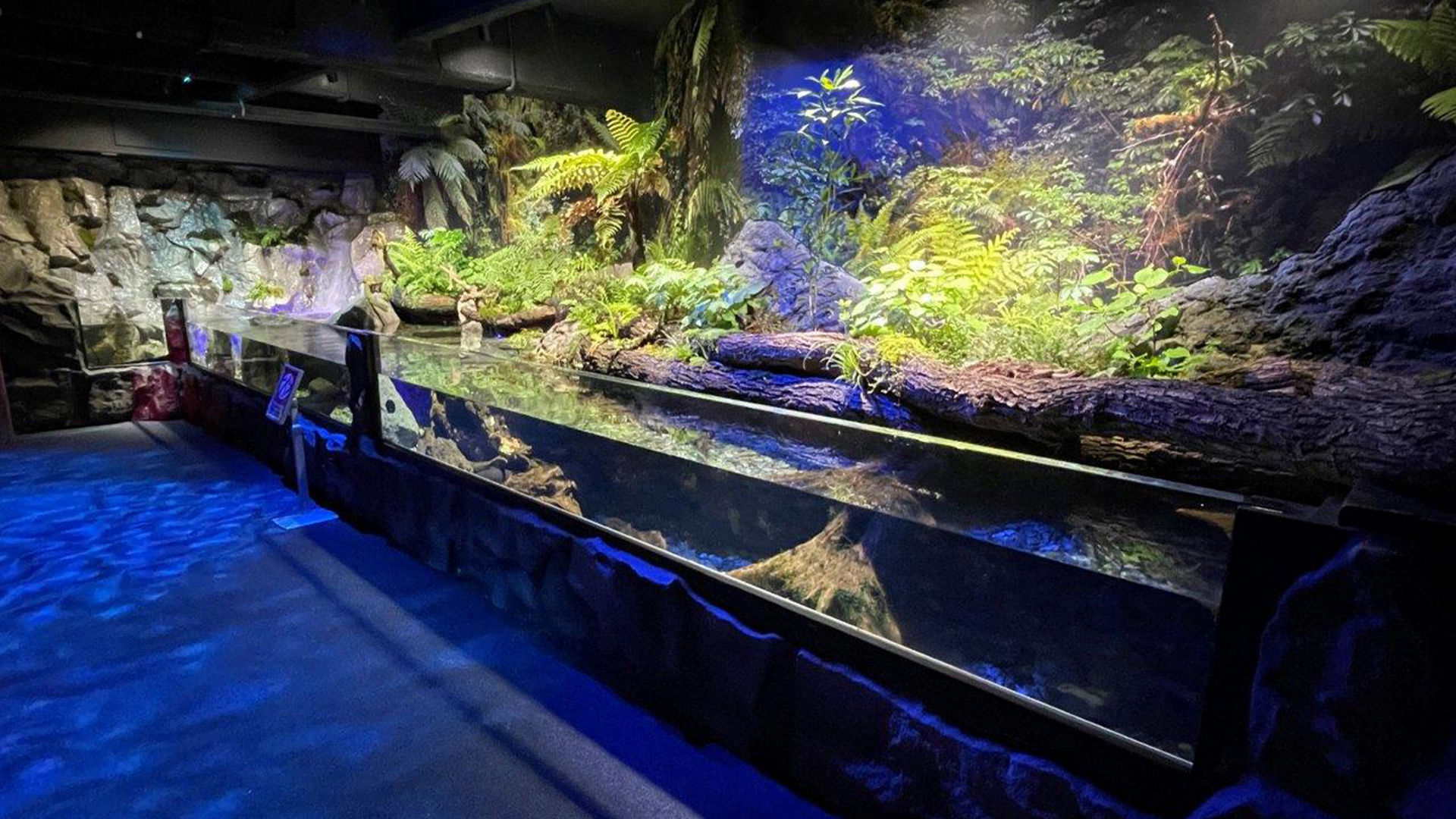 Kelly Tarlton's Aquarium