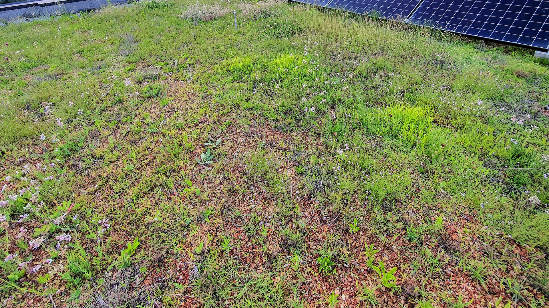 Green roof