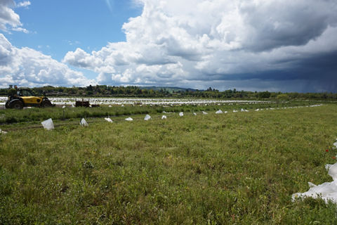 SikaRoof® Wildflower Blanket UK