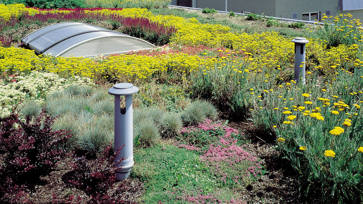 Biodiverse green roof