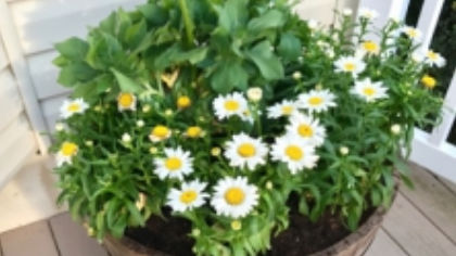 DIY Sika PostFix Lightweight Barrel Planter Project