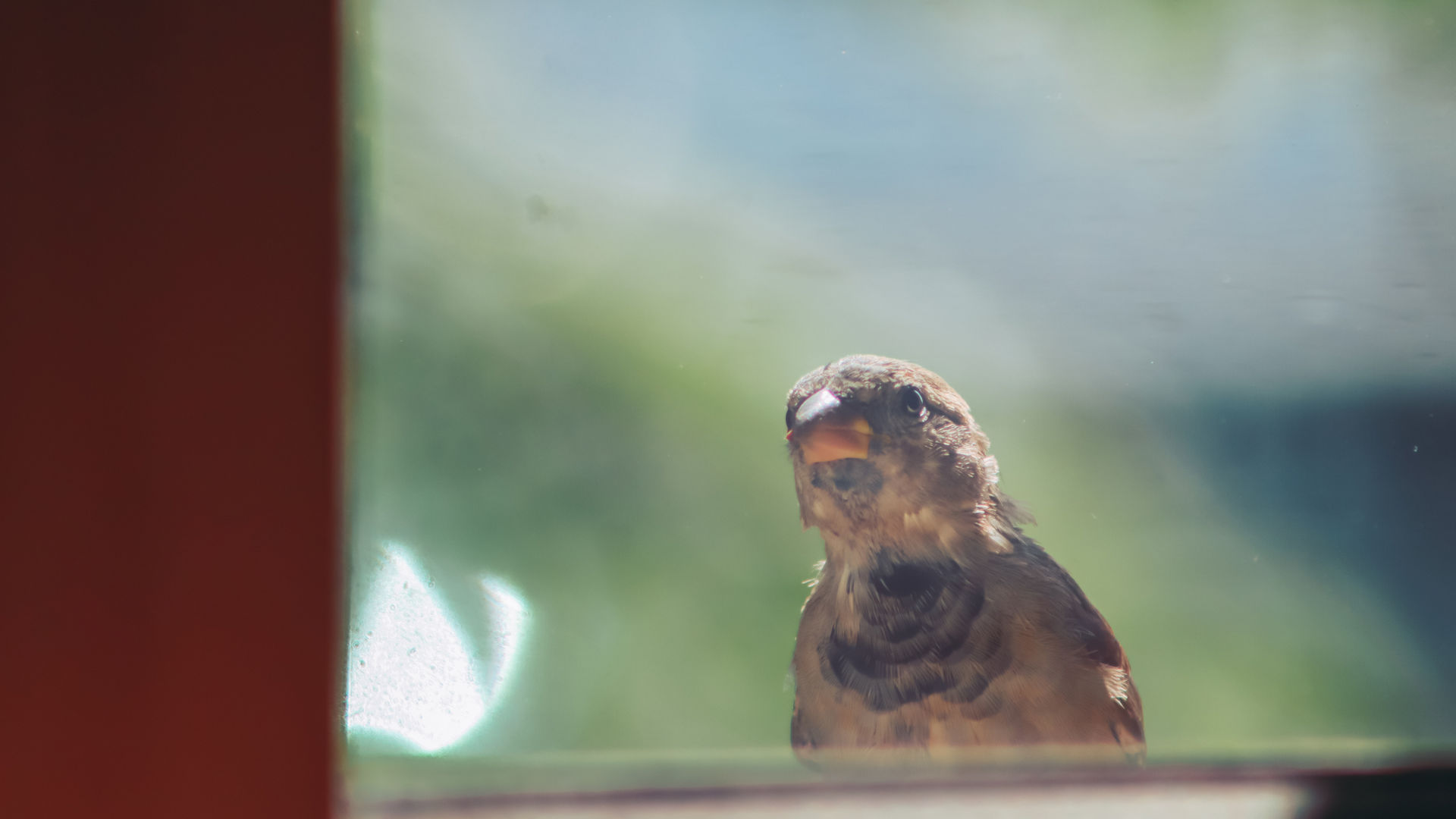 Small bird peering through window
