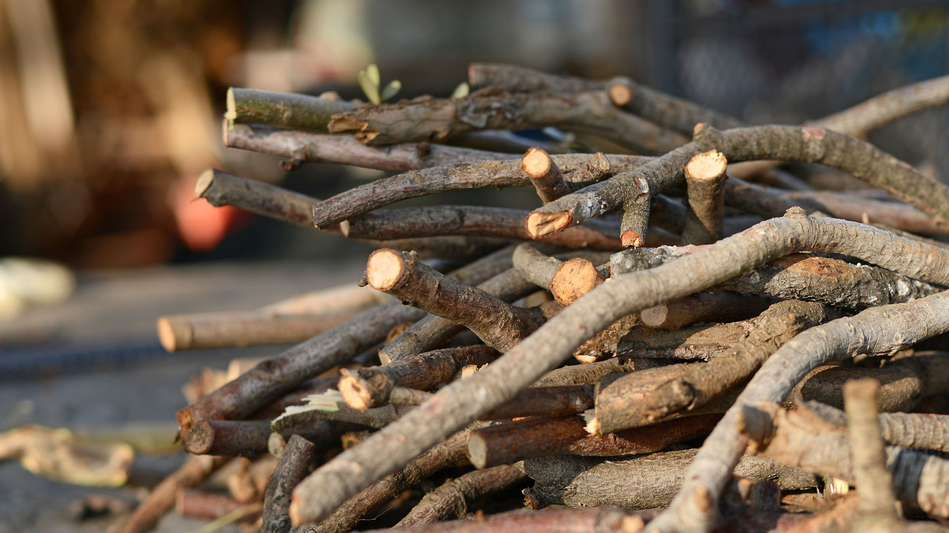 Pile of wooden branches in sunlight